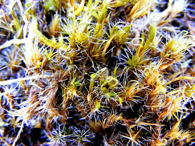 Rusty Swan-neck Moss Campylopus flexuosus, Vienne. France. Photographed by Susan Walter. Tour the Loire Valley with a classic car and a private guide.