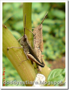 two brown grasshopper 03
