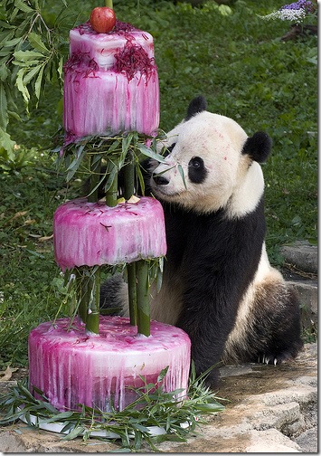 Giant Panda