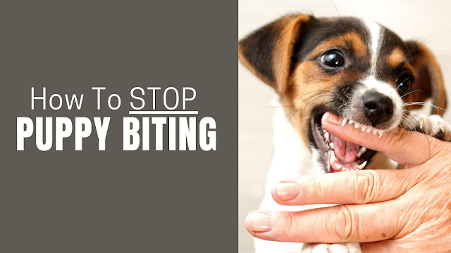 How to Stop a Puppy From Biting - Use These Methods For Best Results