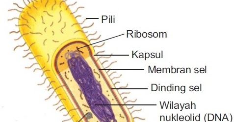 Struktur Sel Prokariotik – Gambar Fungsi Organel 