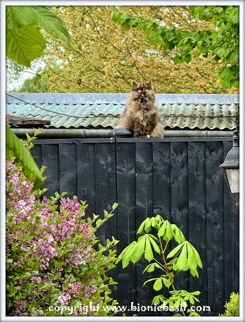 The BBHQ Midweek News Round-Up ©BionicBasil® Has Pandora Got A Sister