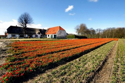 Tulip fields Netherlands