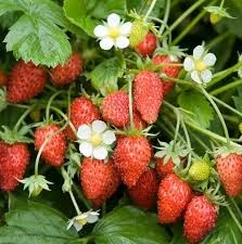 Budidaya Buah Strawberry  Cara Tanam Pembibitan Sampai 
