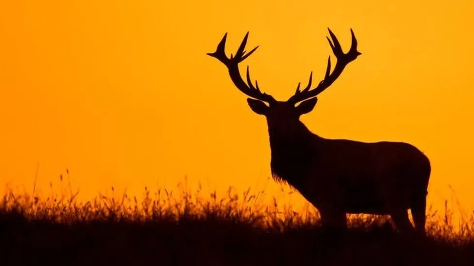 Vote to be held on eradicating all Uist estate's deer