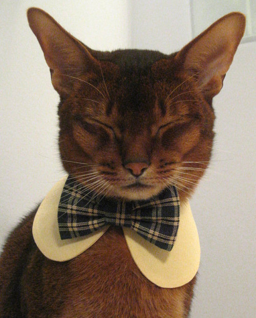 cats with ties, cats wear ties, cats in ties, cats wearing ties, tie-wearing cats, cute cat pictures