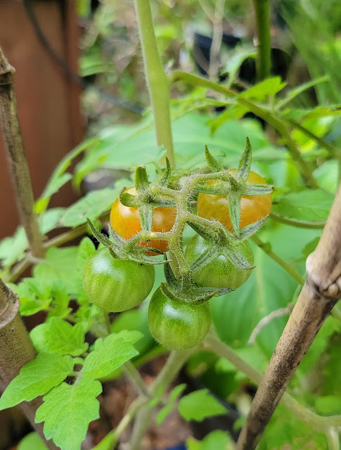 tomato frost protection