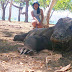 Bertemu Komodo di Loh Liang, Flores