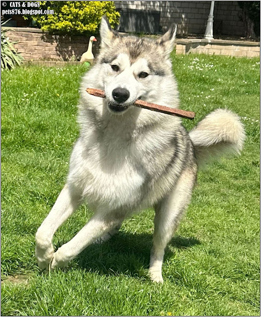 alaskan malamute