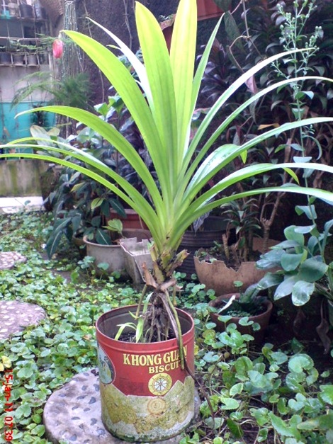 Klasifikasi Ilmiah Pandan Wangi Pandanus amaryllifolius Klasifikasi Ilmiah Pandan Wangi Pandanus amaryllifolius