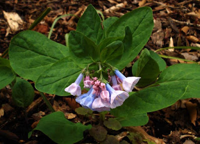 Mertensia virginica on March 28, 2007