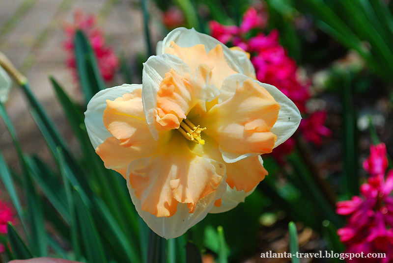 Весенние цветы в садах Коллавэй Callaway Gardens spring flowers