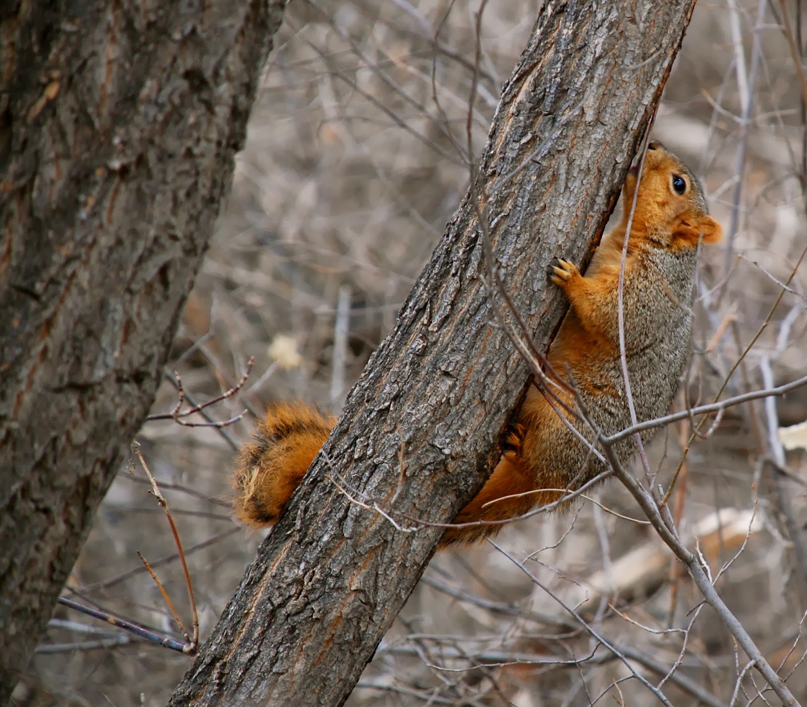 Red Fox Squirrel Vs Grey Squirrel