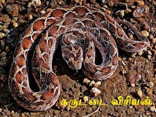 சுருட்டை விரியன் - Surutai Viriyan - Saw-scaled viper.