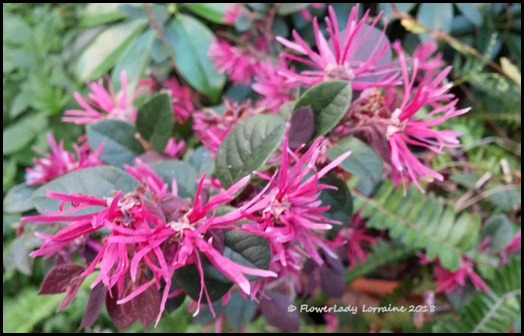 02-21-purple-fringe-bush