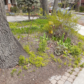 High Park North Spring Cleanup and Makeover Before by Paul Jung Gardening Services--a Toronto Gardening Company