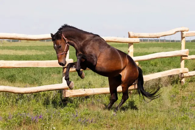 comment-maintenir-votre-cheval-en-bonne-sante-et-en-securite