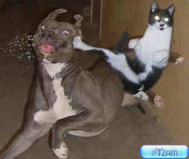 funny pictures of cats fighting. Funny Fighter