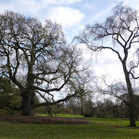 Winter Trees at Kew