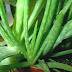 Benefits of aloe vera plants