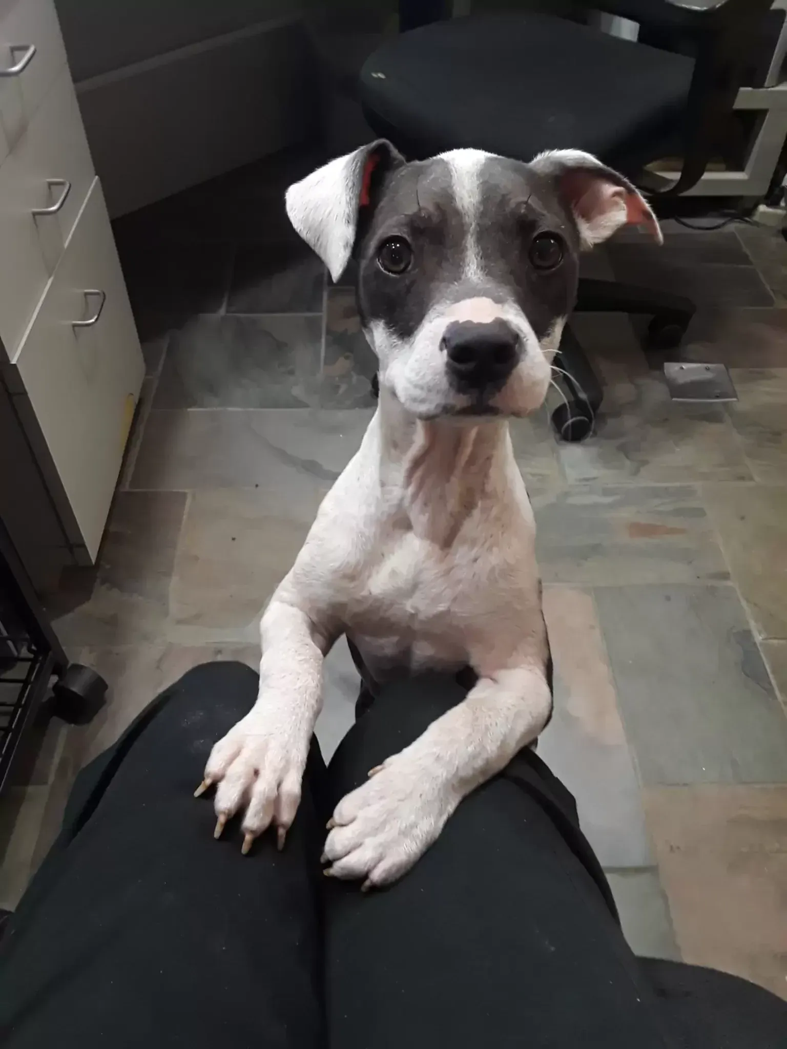 A Chance to Bloom Dog Rescue
