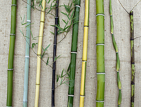 Bamboo Zones6
