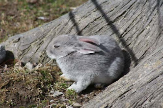 Grey Bunny.