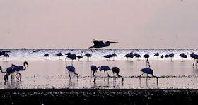 Lake Natron, Danau Paling Aneh dan Unik Yang Ada di Tanzania