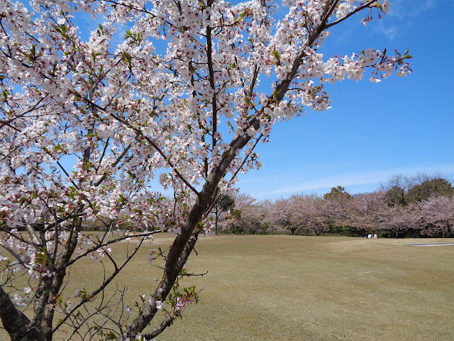 弥生の館むきばんだのソメイヨシノ桜