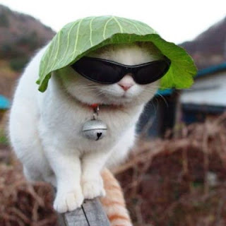 Gambar Kucing Pakai Kacamata Lucu Banget