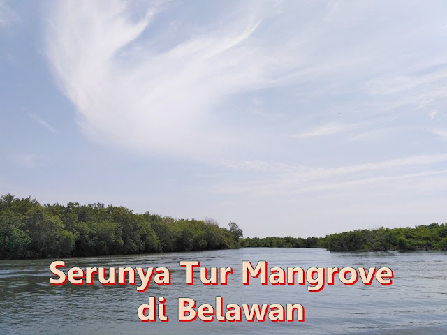 serunya tur mangrove di belawan