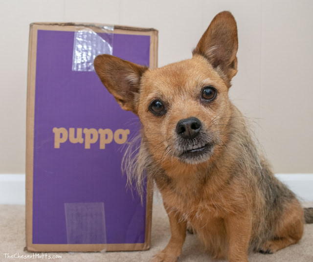 Jada and a puppo dog food box