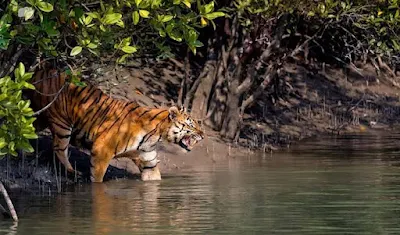 Sundarban tiger Reserve