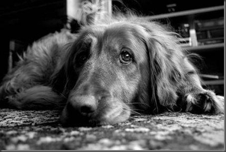 oldest-dogs-guinness-world-04