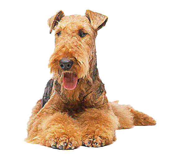 Terrier Dog Breeds. Airedale Terrier Large Dog