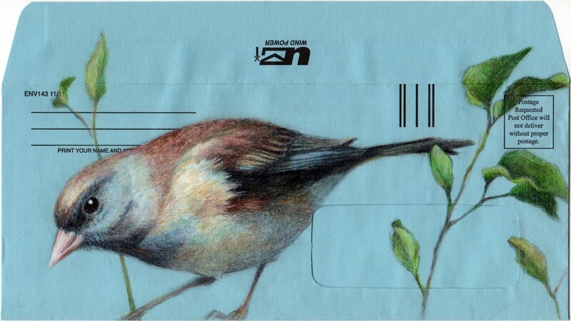 09-Realistic-looking-Drawing-Birds-Paula-Swisher-www-designstack-co