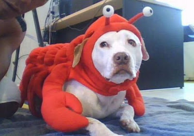 Crazy Halloween Costume for Dog Seen On www.coolpicturegallery.us