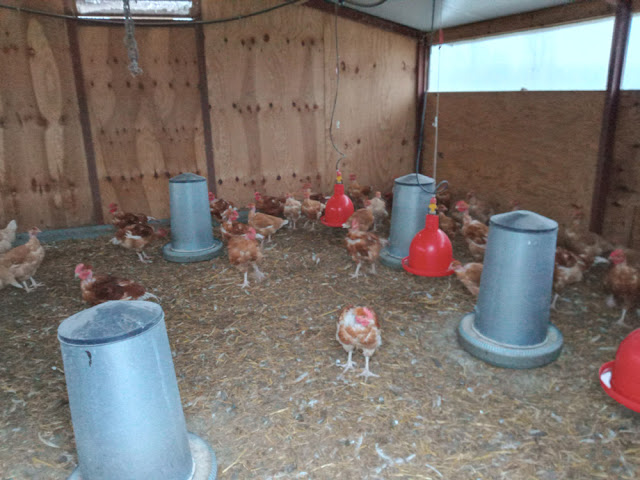 Free range red naked neck hens and guinea fowl, Indre et Loire, France. Photo by Loire Valley Time Travel.