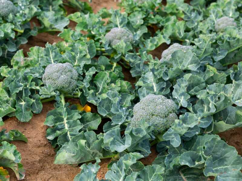 How long does it take to grow broccoli