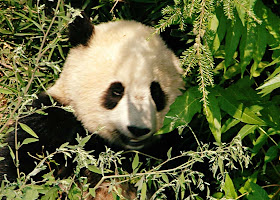 Panda Washington DC Zoo 2006