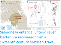 http://sciencythoughts.blogspot.com/2017/03/salmonella-enterica-enteric-fever.html