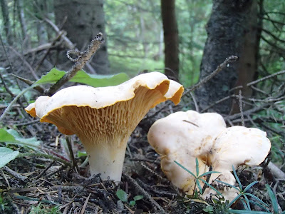 Cantharellus pallens pieprznik blady