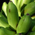Banana verde e plantas podem ser úteis contra inflamações intestinais.