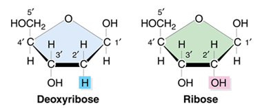 Deoxyribose and ribose molecules