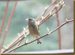 カワラヒワ 2012-04-20 10-23-44