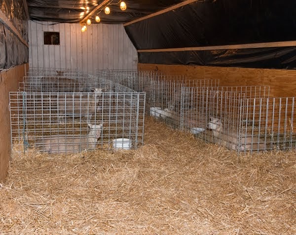 small lambing sheds ~ In My SHed Plans