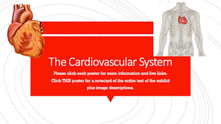 The Cardiovascular System