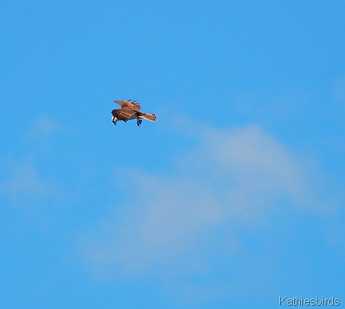 5. osprey-kab