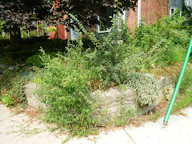 Toronto Garden Cleanup in Riverdale Before by Paul Jung Gardening Services--a Toronto Gardening Company