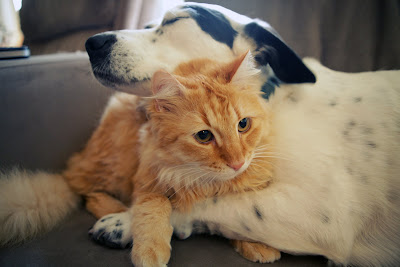 Amor y Amistad en los Animales